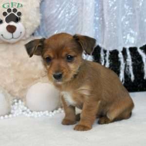 Millie, Yorkie Russell Puppy