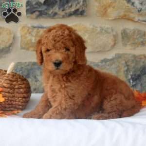 Millie, Mini Goldendoodle Puppy