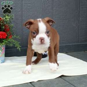Millie, Boston Terrier Puppy