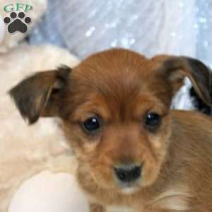 Millie, Yorkie Russell Puppy