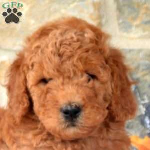 Millie, Mini Goldendoodle Puppy