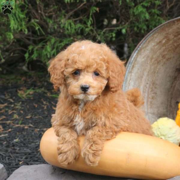 Milly, Bich-Poo Puppy