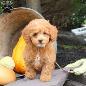 Milly, Bich-Poo Puppy