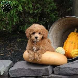 Milly, Bich-Poo Puppy