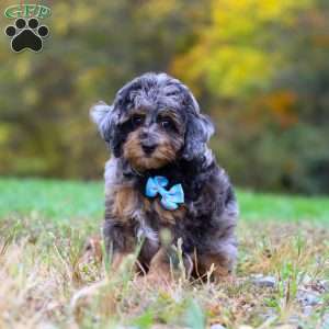 Milo, Cockapoo Puppy