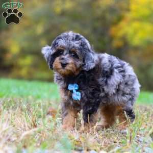 Milo, Cockapoo Puppy