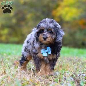 Milo, Cockapoo Puppy
