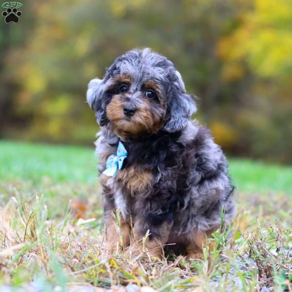 Milo, Cockapoo Puppy