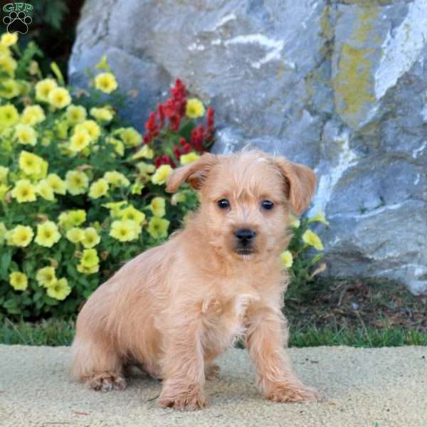 Milo, Westiepoo Puppy
