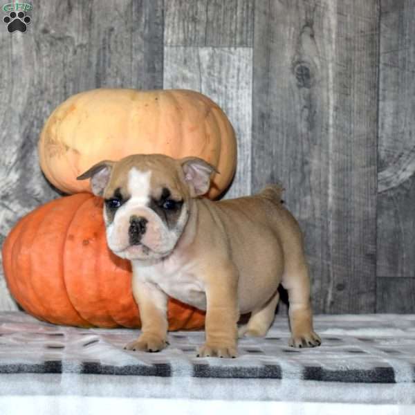 Milo, English Bulldog Puppy