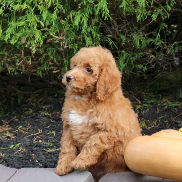 Milo, Bich-Poo Puppy