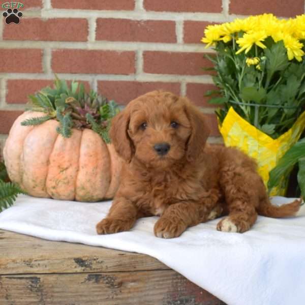 Milo, Mini Goldendoodle Puppy