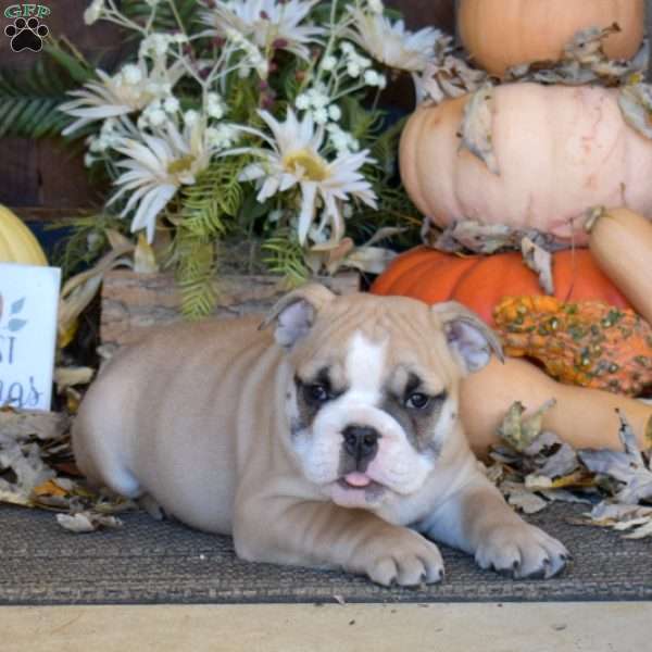 Milo, English Bulldog Puppy