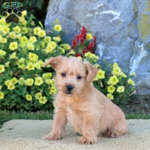 Milo, Westiepoo Puppy