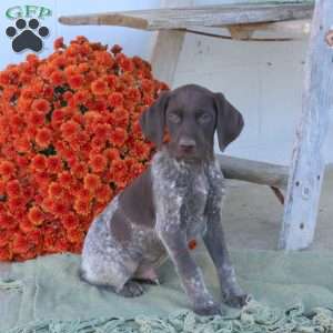 Milo, German Shorthaired Pointer Puppy