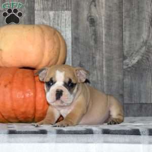 Milo, English Bulldog Puppy