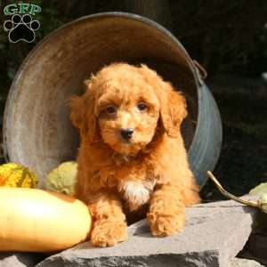 Milo, Bich-Poo Puppy