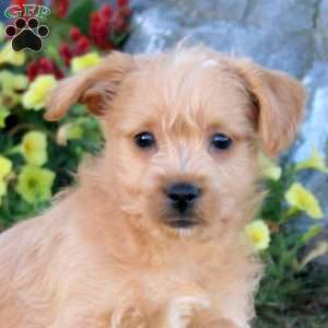 Milo, Westiepoo Puppy