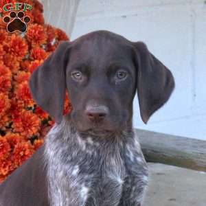 Milo, German Shorthaired Pointer Puppy