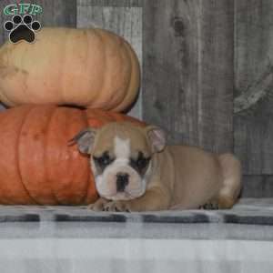 Milo, English Bulldog Puppy