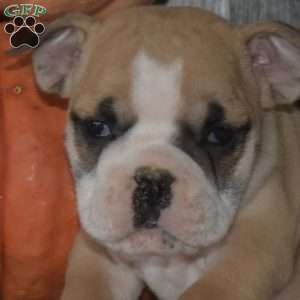 Milo, English Bulldog Puppy
