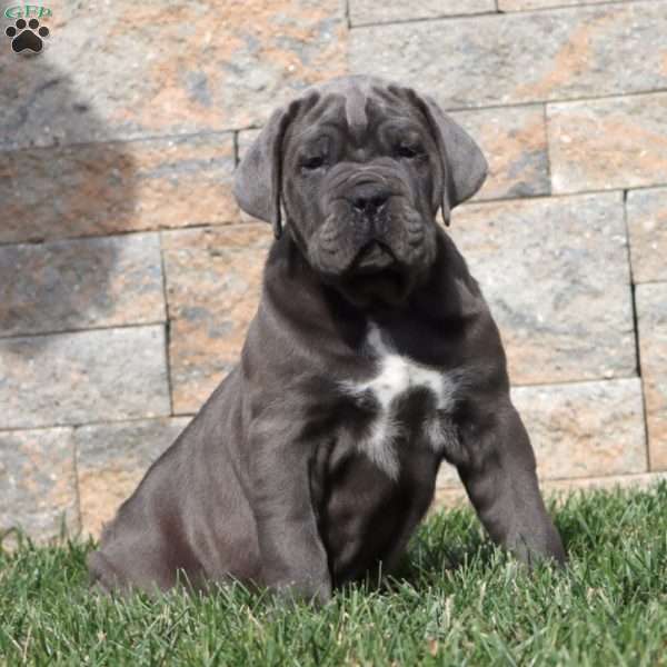 Milo, Cane Corso Puppy
