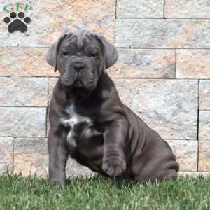 Milo, Cane Corso Puppy