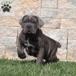 Milo, Cane Corso Puppy