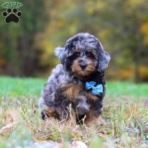 Milo, Cockapoo Puppy