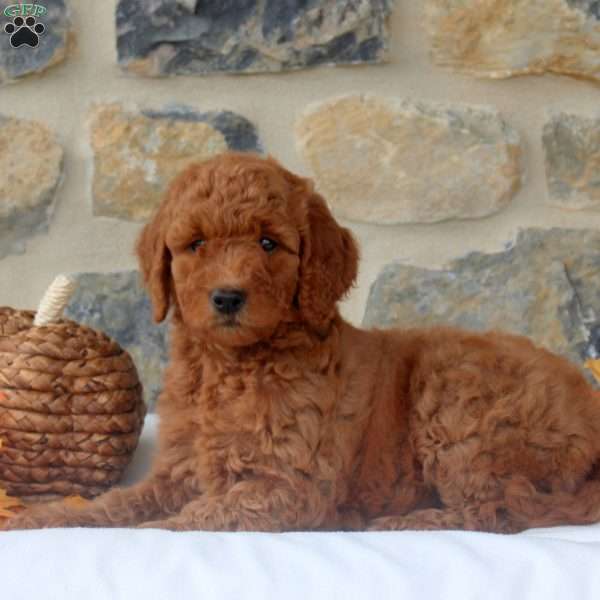 Mindy, Mini Goldendoodle Puppy