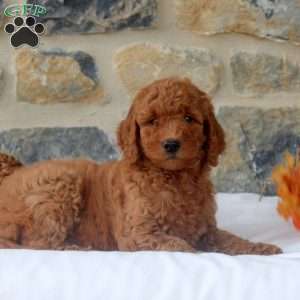 Mindy, Mini Goldendoodle Puppy