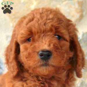 Mindy, Mini Goldendoodle Puppy