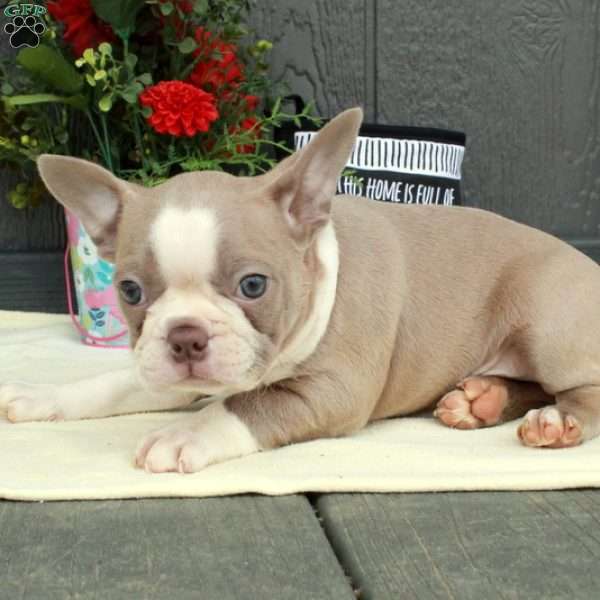 Minnie, Boston Terrier Puppy