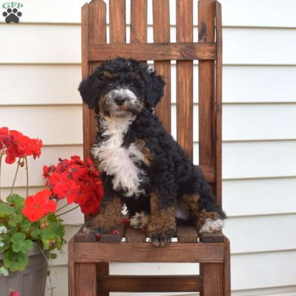 Minnie, Mini Bernedoodle Puppy