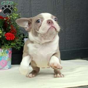 Minnie, Boston Terrier Puppy