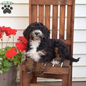 Minnie, Mini Bernedoodle Puppy
