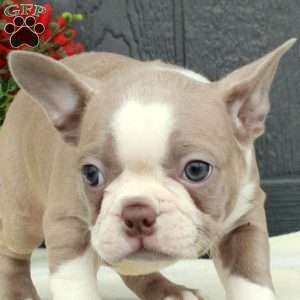 Minnie, Boston Terrier Puppy