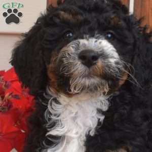 Minnie, Mini Bernedoodle Puppy