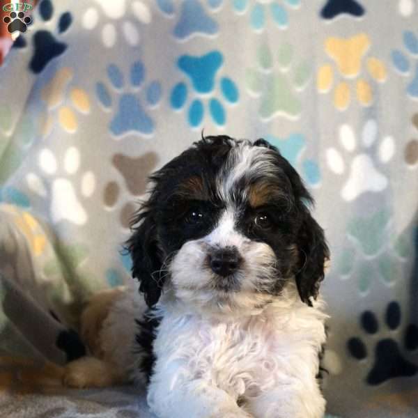 Mischief, Cockapoo Puppy