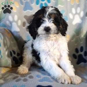 Mischief, Cockapoo Puppy