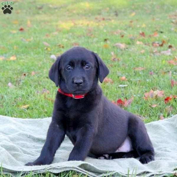 Misha, Black Labrador Retriever Puppy
