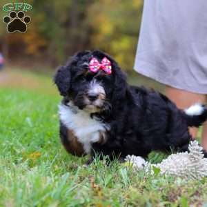 Missy, Mini Bernedoodle Puppy