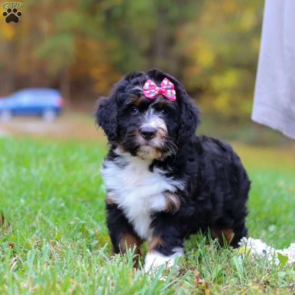 Missy, Mini Bernedoodle Puppy