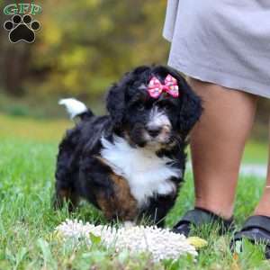 Missy, Mini Bernedoodle Puppy