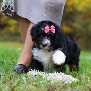 Missy, Mini Bernedoodle Puppy