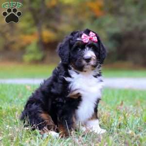 Missy, Mini Bernedoodle Puppy
