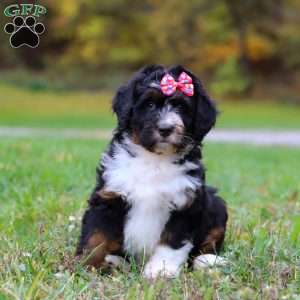 Missy, Mini Bernedoodle Puppy
