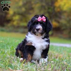 Missy, Mini Bernedoodle Puppy