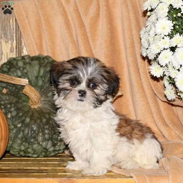 Missy, Shih-Poo Puppy