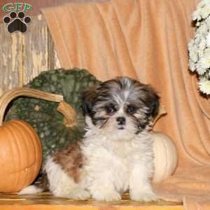 Missy, Shih-Poo Puppy